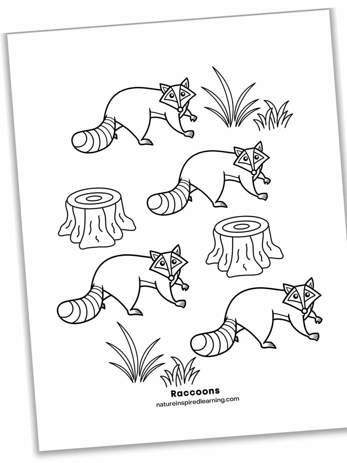 Raccoon coloring pages