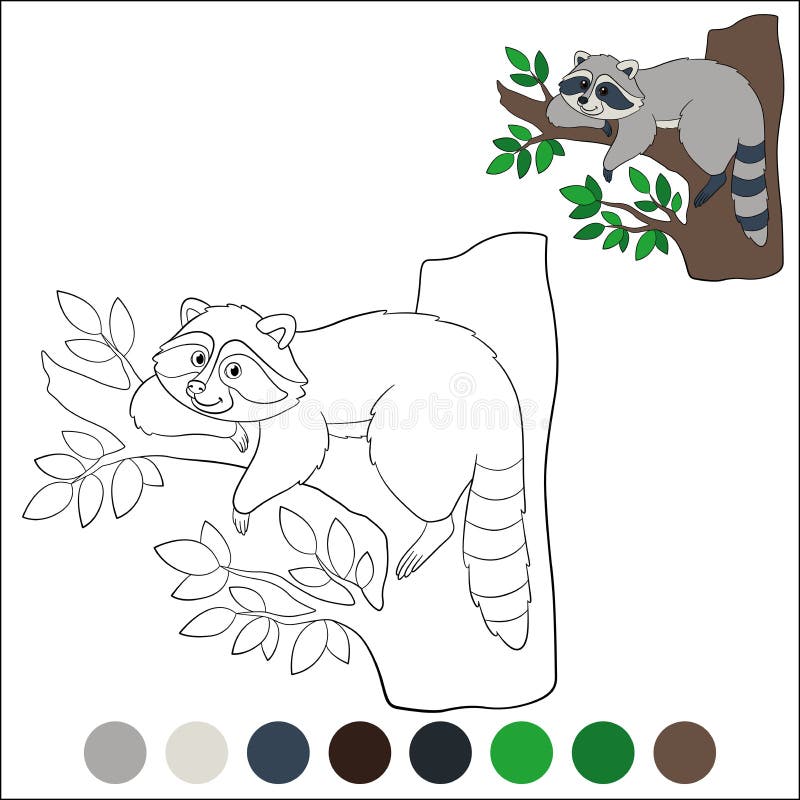 Coloring page raccoon stock illustrations â coloring page raccoon stock illustrations vectors clipart