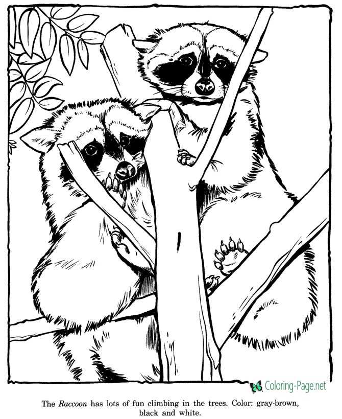 Racoon coloring pages zoo