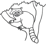 Raccoons coloring pages free coloring pages