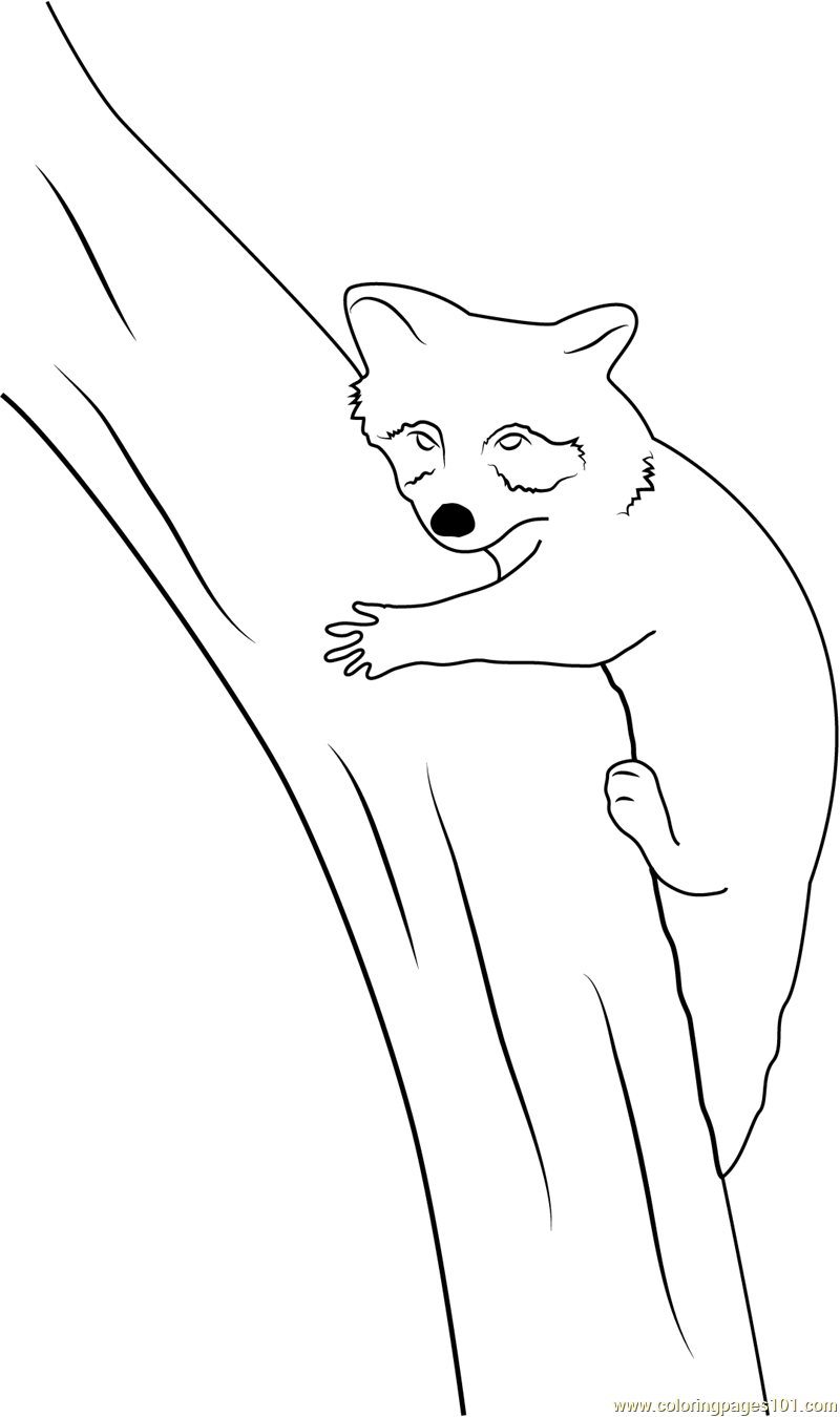 Raccoon relaxing on tree coloring page for kids