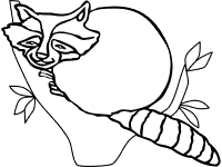 Raccoon coloring pages and printable activities