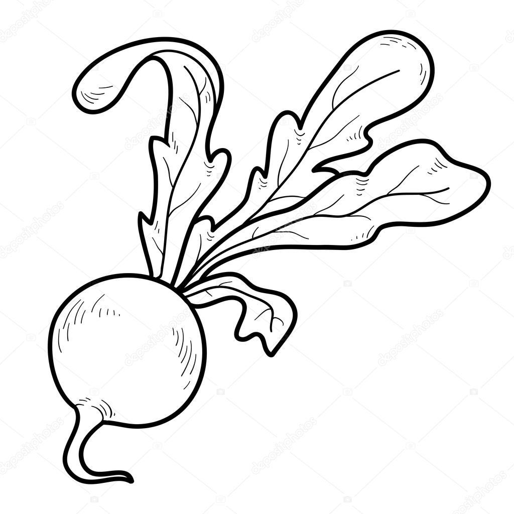 Coloring book fruits and vegetables radishes stock vector by ksenyasavva