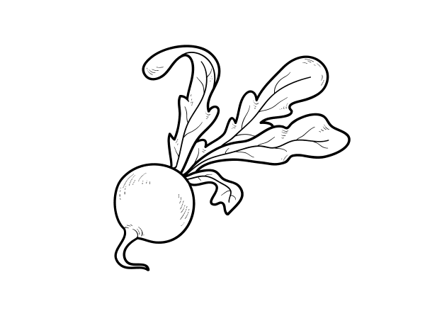 Organic radish coloring page