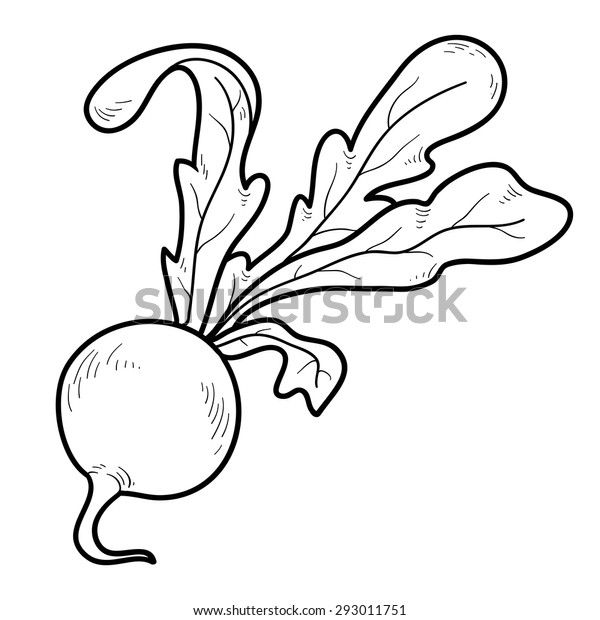 Coloring book fruits vegetables radish stock vector royalty free