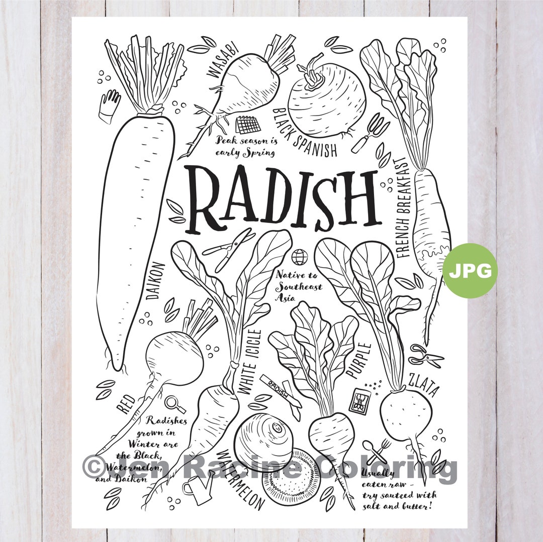 Radish coloring page vegetable coloring page garden gardening homegrown vegetable coloring pages instant download