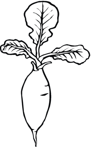 Radish coloring page coloring pages free printable coloring pages free printable coloring