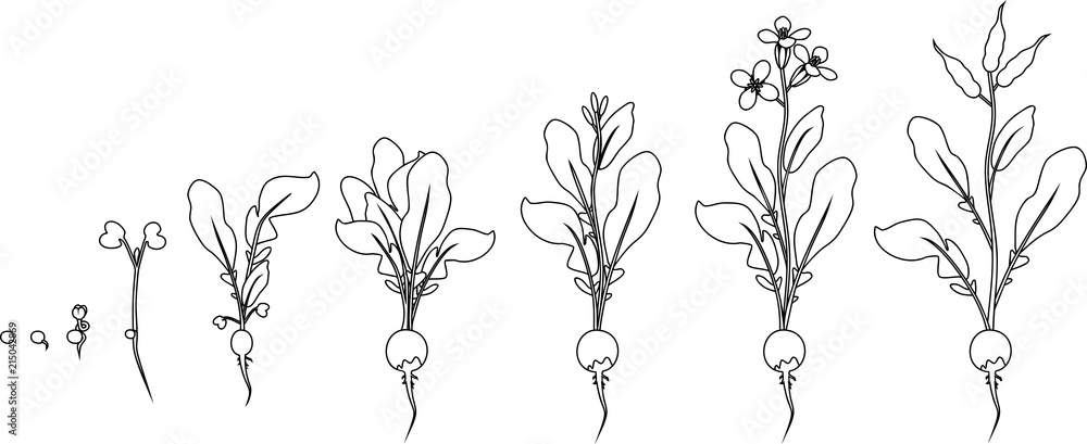 Coloring page stages of radish growth from seed and sprout to flowering and fruit