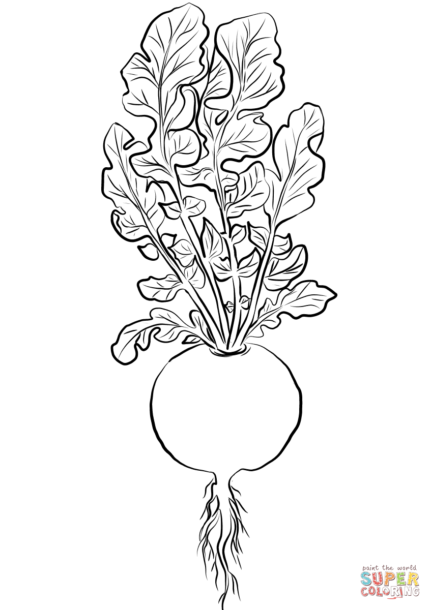 Radish coloring page free printable coloring pages