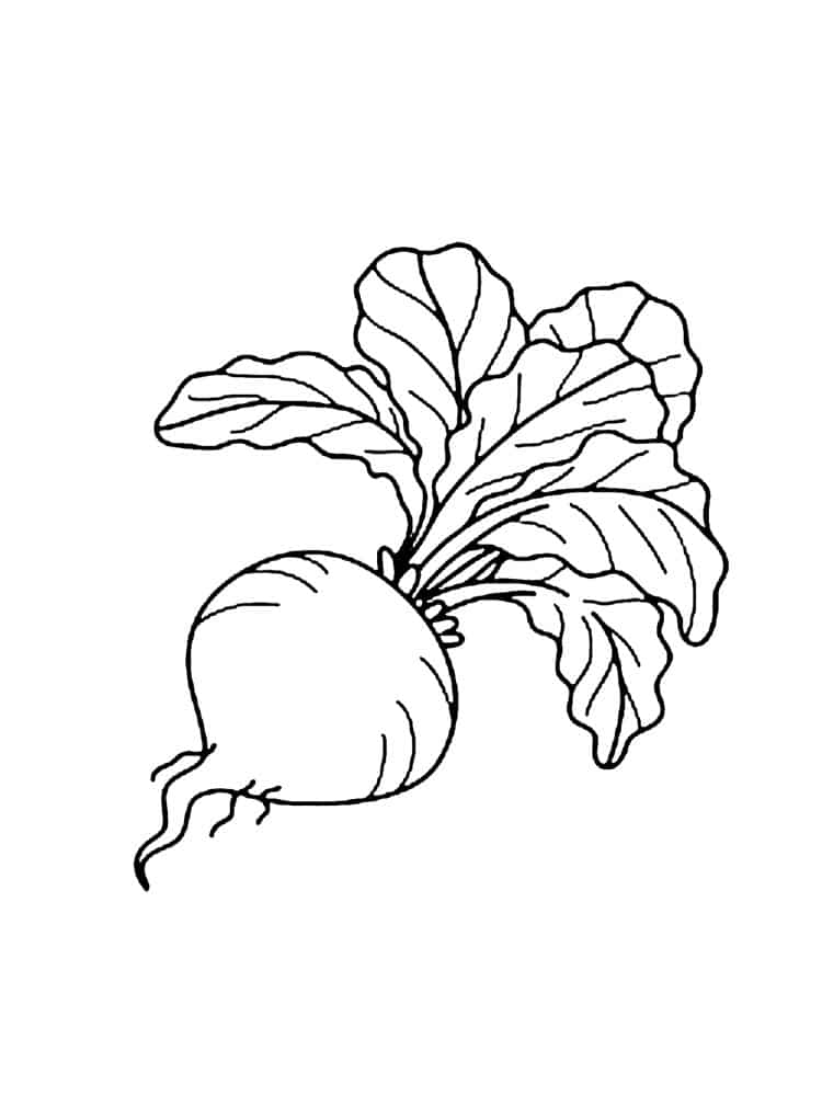 Radish from the grounf coloring page