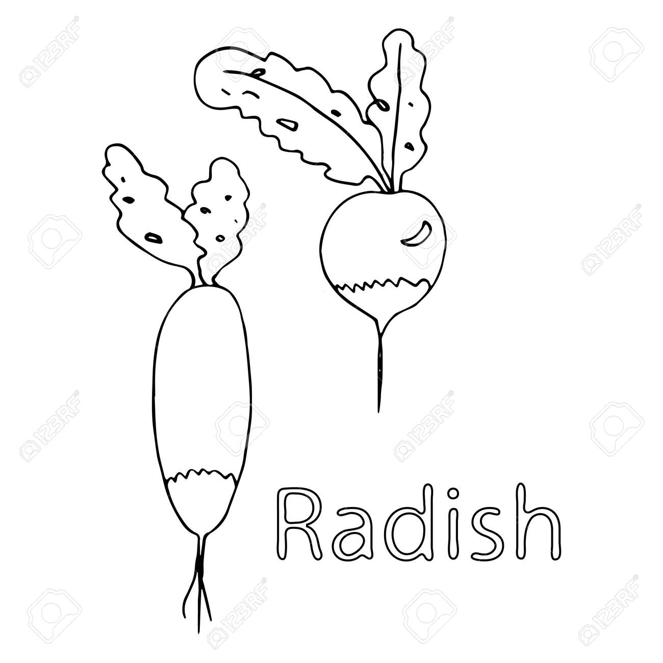 Radish coloring book vector doodle outline freehand drawing sketch with text two vegetables first vitamins from the garden black lines isolated on white background root vegetable royalty free svg cliparts vectors and