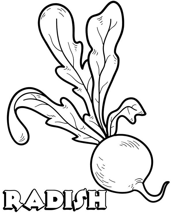 Coloring pages coloring page vegetable for children radish