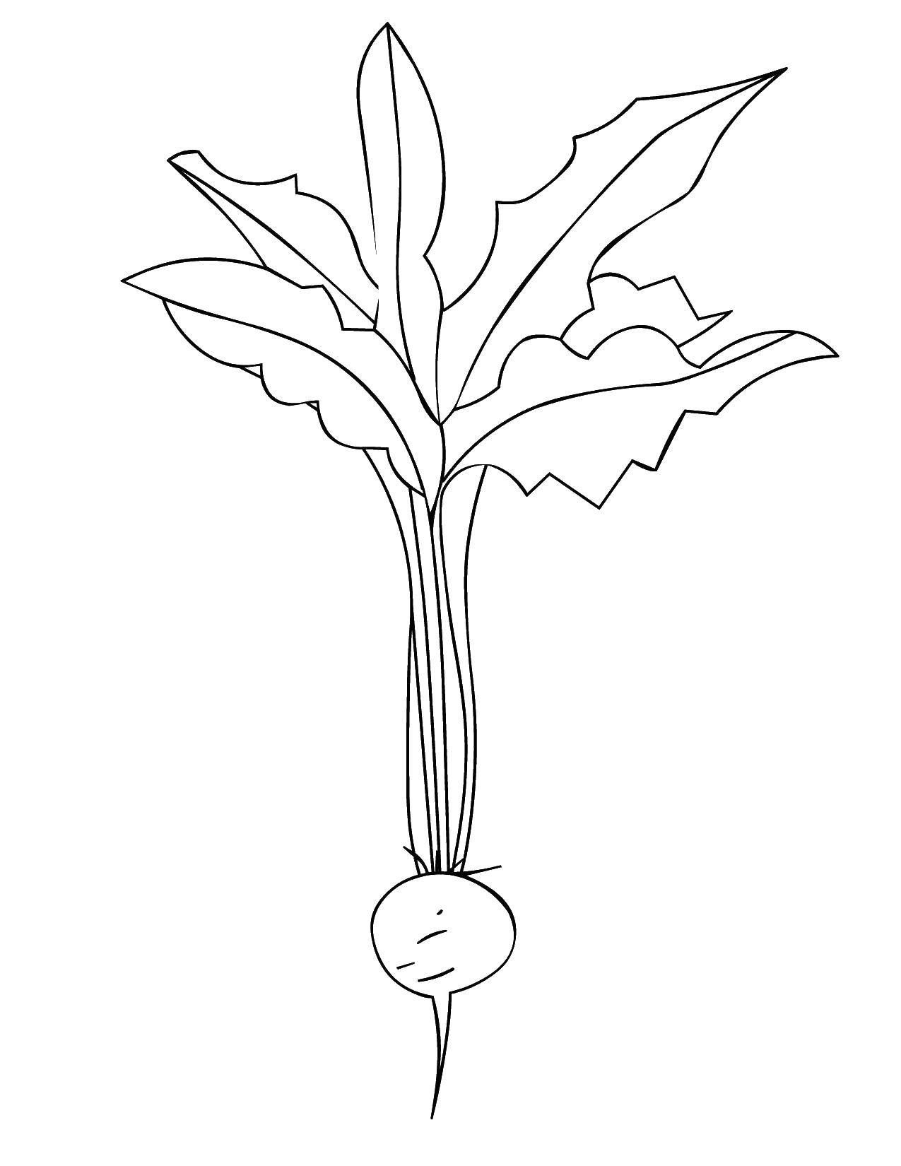 Coloring pages vegaetables radish coloring pages