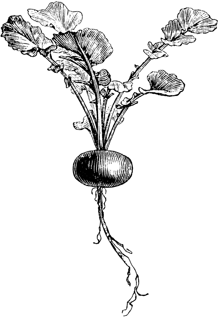 Radish coloring pages