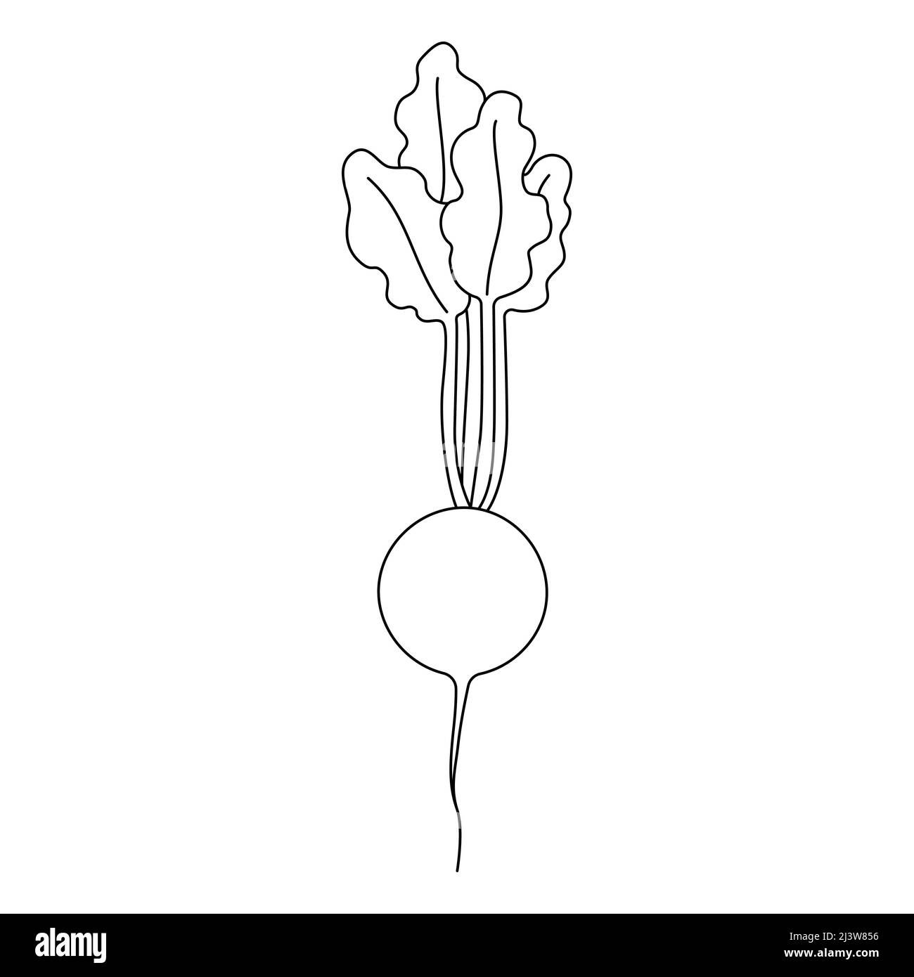 Black and white cartoon vector illustration of radish for coloring book ripe fresh vegetable for cooking source of vitamins stock vector image art