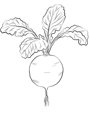 Coloring radish page redred radish coloring page vegetable coloring pages fruit coloring pages coloring pages