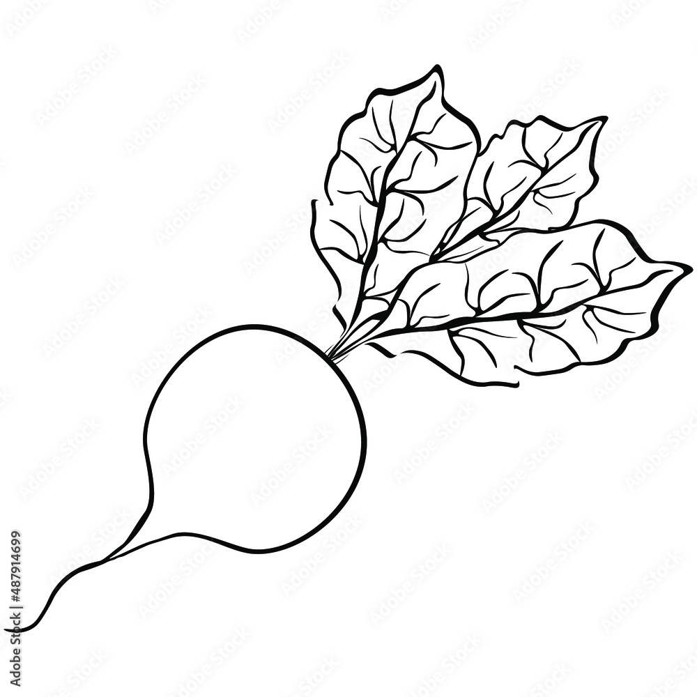 Black and white drawing of a radish for coloring vegetables for coloring book vector illustration vector