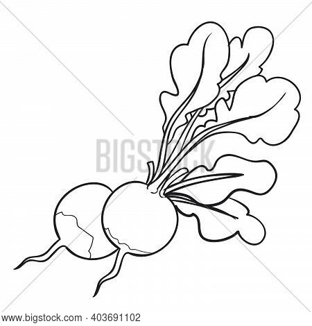 Sketch radish turnips vector photo free trial bigstock