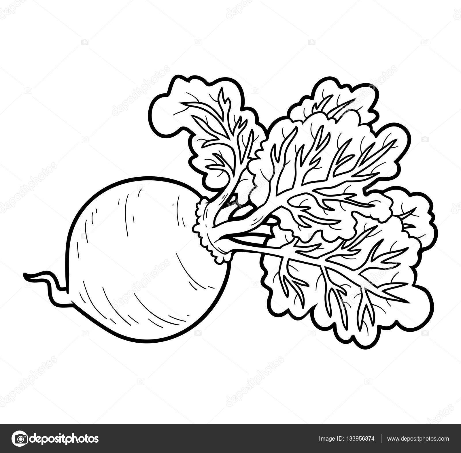 Coloring book vegetables beet stock vector by ksenyasavva