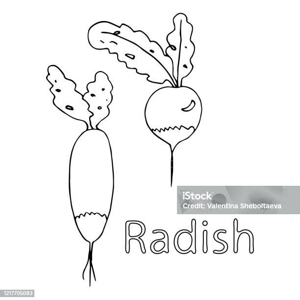 Radish coloring book vector doodle outline freehand drawing sketch with text two vegetables first vitamins from