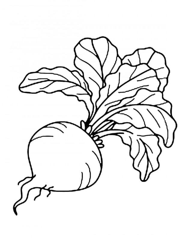 Vegetable coloring pages