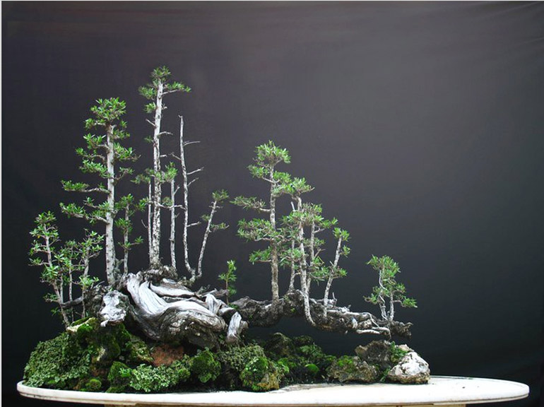 Bonsai bark promoting and expanding the bonsai universe page