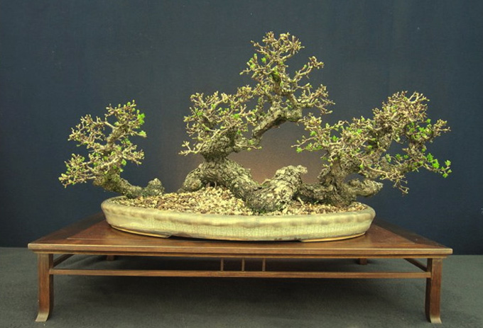 Bonsai bark promoting and expanding the bonsai universe page