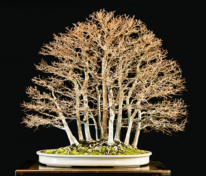 Â page â valavanis bonsai blog