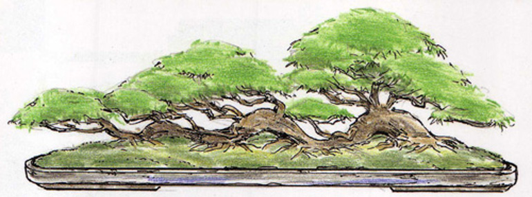 Bonsai bark promoting and expanding the bonsai universe page