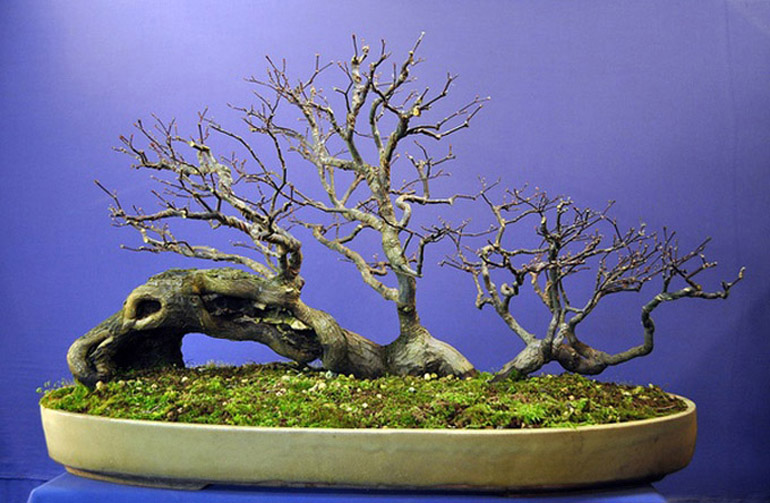 Bonsai bark promoting and expanding the bonsai universe page