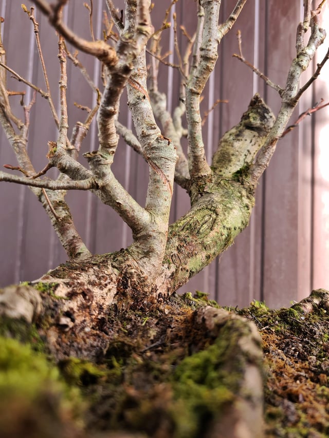 Its past halloween but heres my spooky linden raft bonsai rbonsai