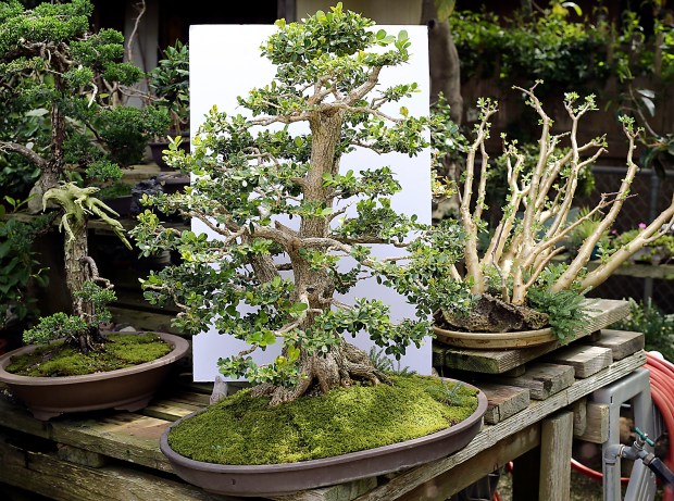 Living art santa cruz bonsai kai holds annual exhibit â santa cruz sentinel