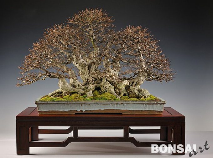 Bonsai art bonsai bark