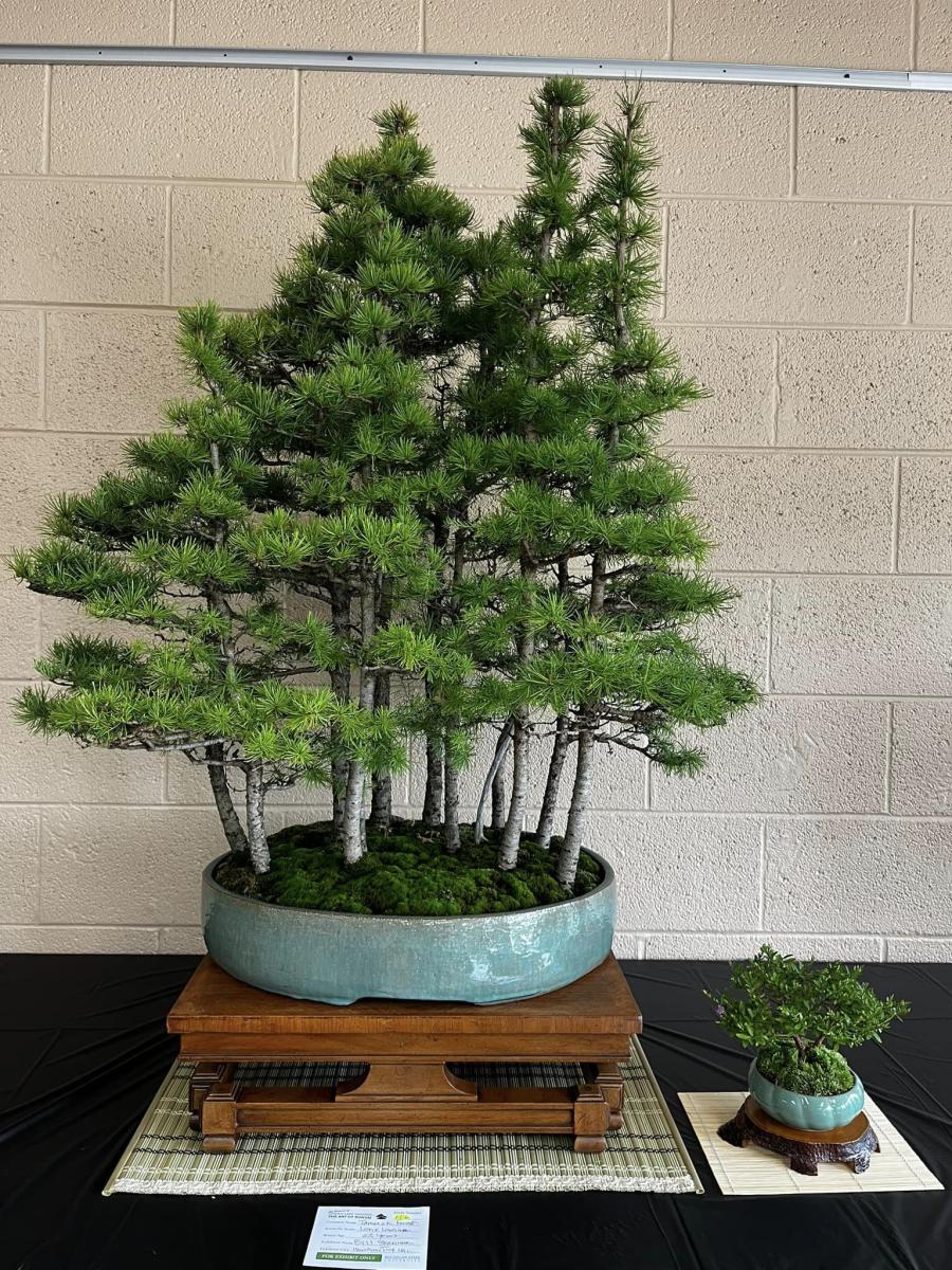 The art of bonsai infrastructure planning and facilities