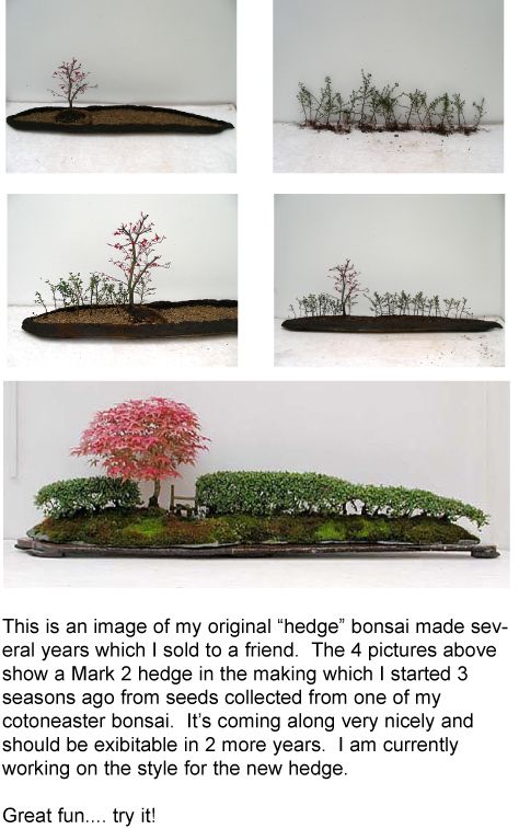 Bonsai page bonsai tree care bonsai tree bonsai garden