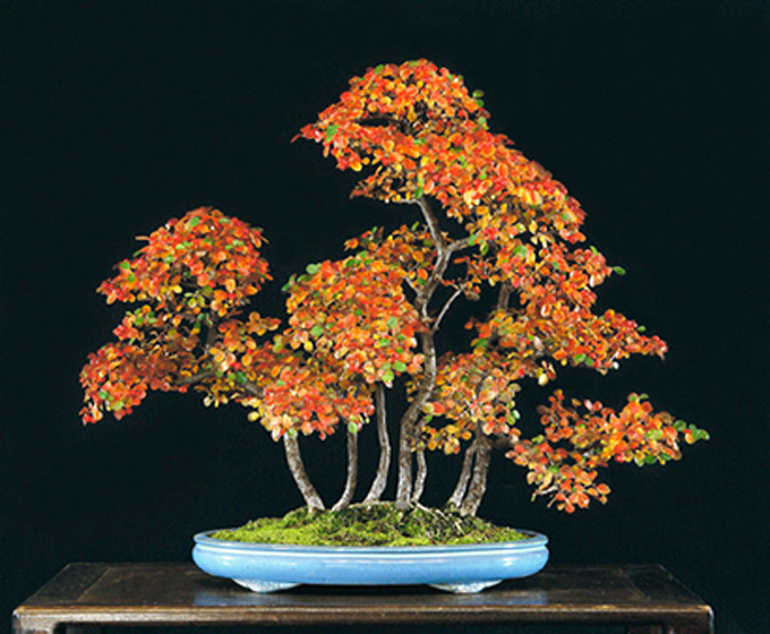 Bonsai bark promoting and expanding the bonsai universe page