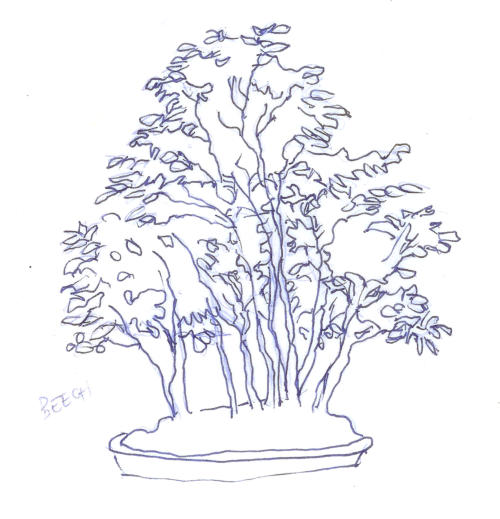 Brandywine bonsai society