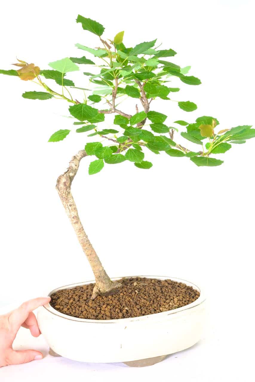 Hardy outdoor aspen bonsai tree