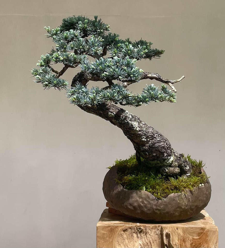 Bonsai bark â page â stone lantern