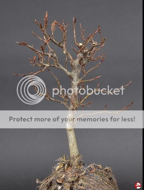 Slanting copper beech bonsai nut