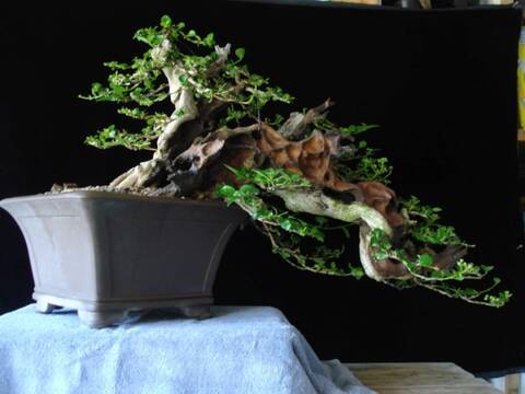 Rare species of bonsai