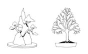 Bonsai coloring pages free coloring pages