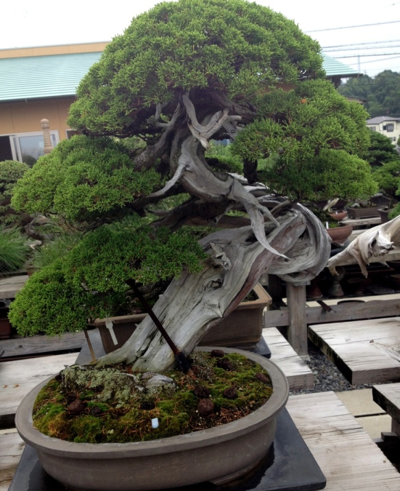 Japanese bonsai pots blog great bonsai containers page