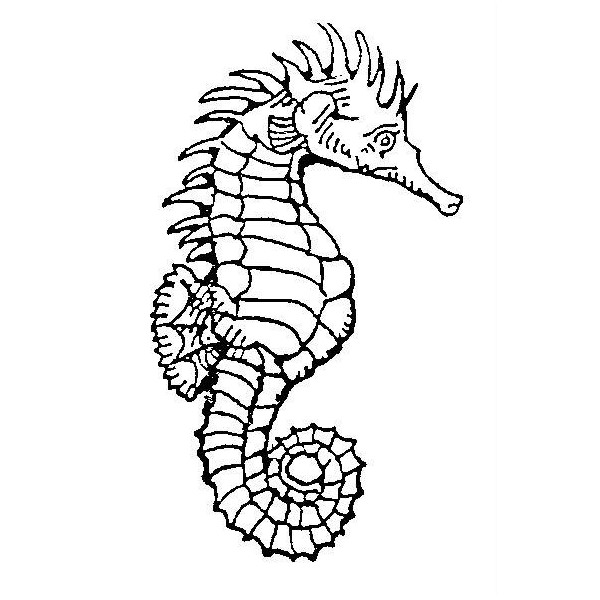 Coloring page seahorse animals â printable coloring pages