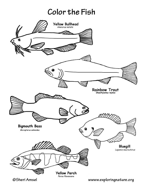 Fish freshwater coloring page