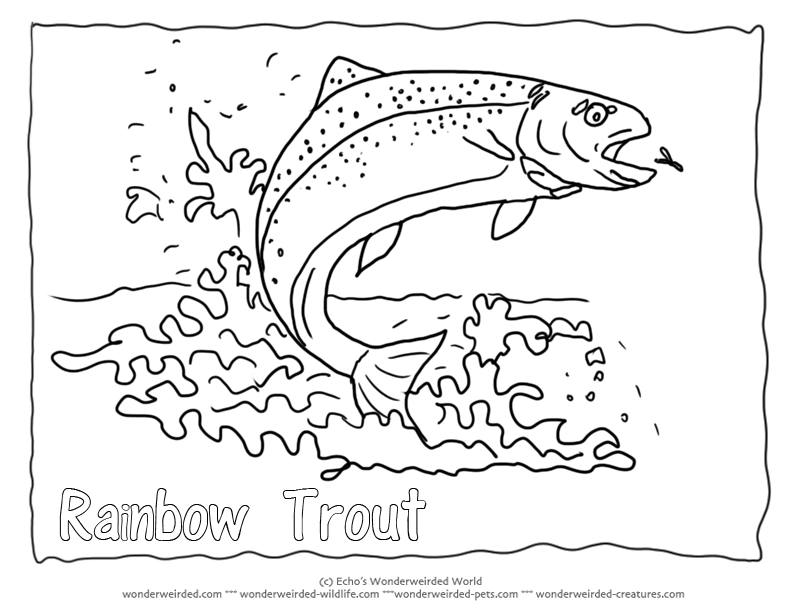 Trout ideas trout fish coloring page fish art