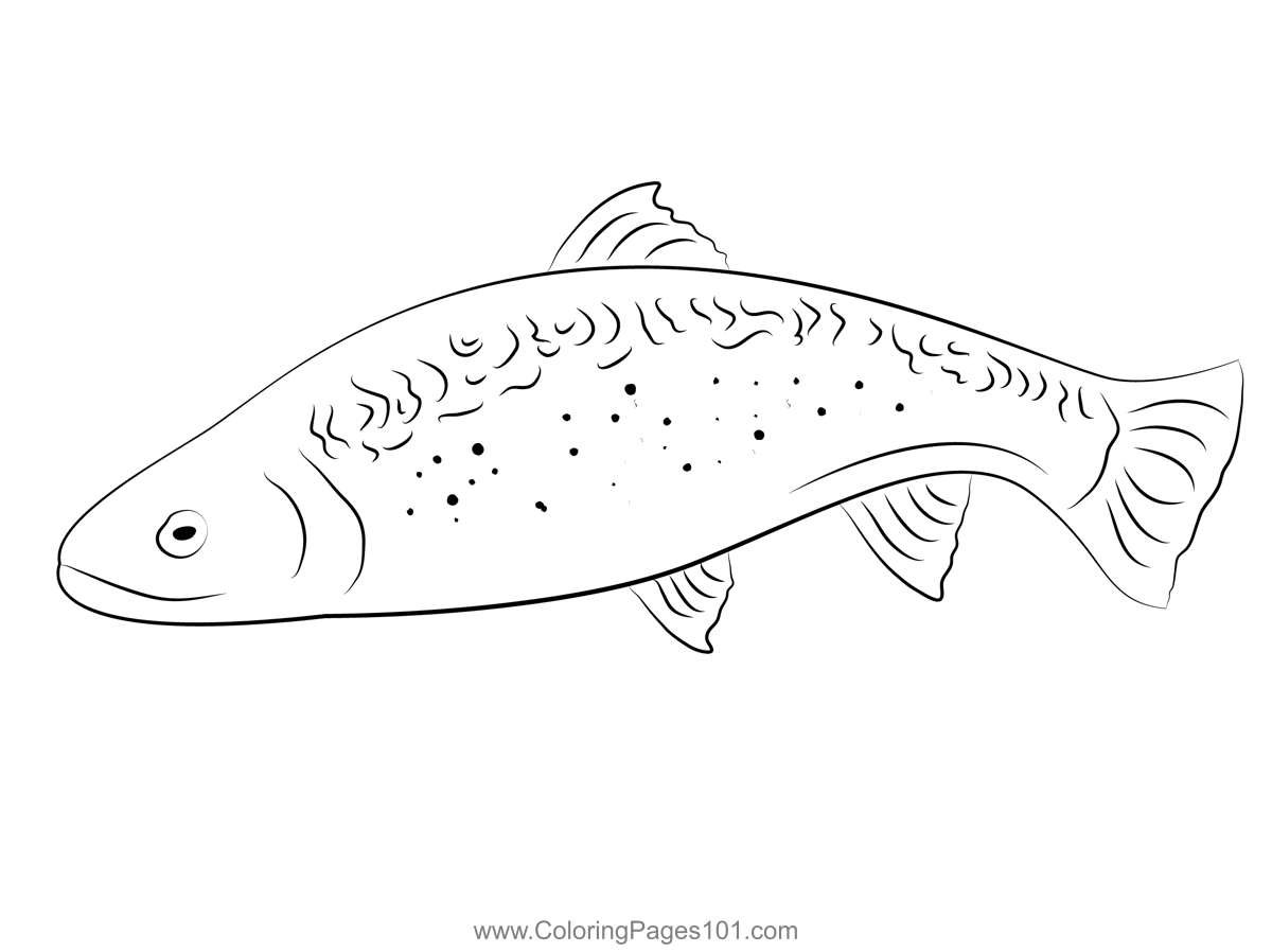 Trout coloring page for kids