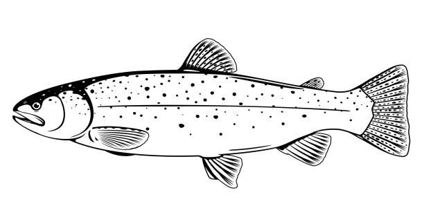 Rainbow trout fish black and white illustration stock illustration