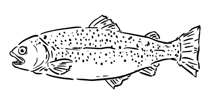 Trout vectors clipart illustrations for free download