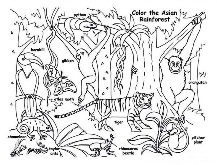 Free printable rainforest coloring pages pdf